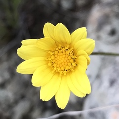 Ursinia montana