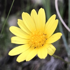 Ursinia montana