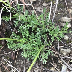 Ursinia montana