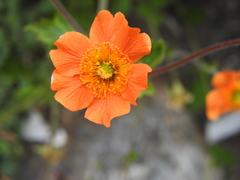 Geum quellyon