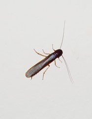 Cyrtotria