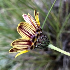 Ursinia montana