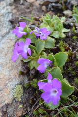 Primula daonensis