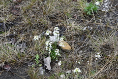Arabidopsis lyrata petraea