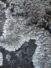 Parmelia neodiscordans