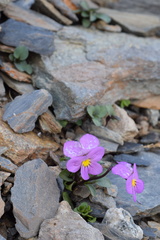 Viola comollia