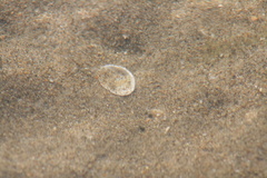 Rexithaerus secta