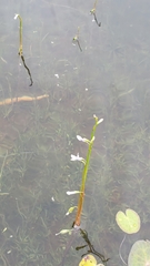 Lobelia dortmanna image