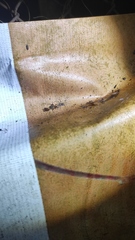 Dendrolycosa