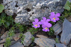 Viola comollia
