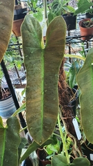 Philodendron atabapoense