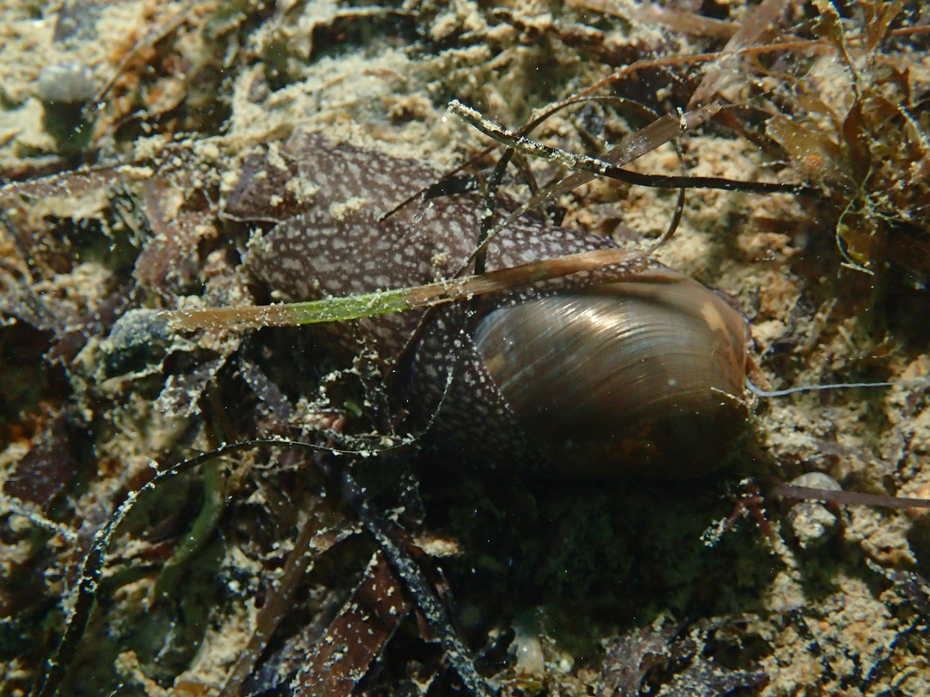 Thin Bubble-shell from 34110 Frontignan, Frankreich on March 10, 2018 ...