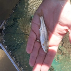 Telestes pleurobipunctatus