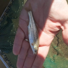 Telestes pleurobipunctatus