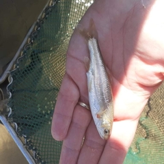 Telestes pleurobipunctatus