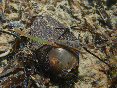 Akera bullata