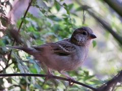 Passer domesticus