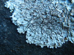 Parmelia neodiscordans