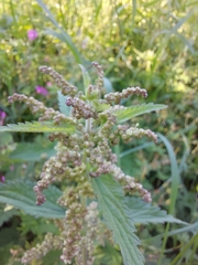 Urtica dioica
