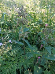 Urtica dioica