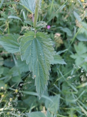 Urtica dioica