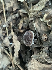 Pluteus thomsonii