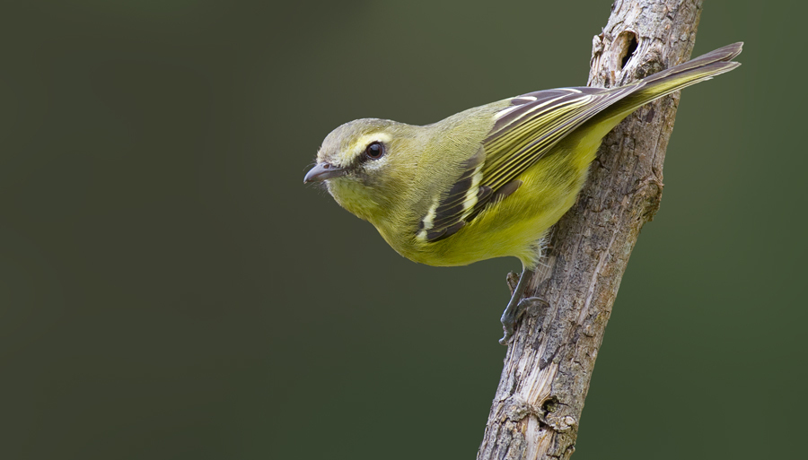 Yellow-winged Vireo (Vireo carmioli) photo