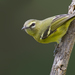 Vireo carmioli - Photo (c) Paul Cools, μερικά δικαιώματα διατηρούνται (CC BY-NC), uploaded by Paul Cools