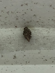 Insecta