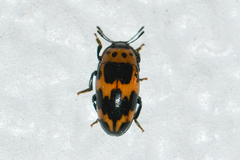 Ischyrus quadripunctatus