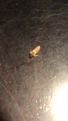 Acrolophus plumifrontella