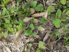 Lysimachia christinae