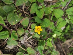 Lysimachia christinae