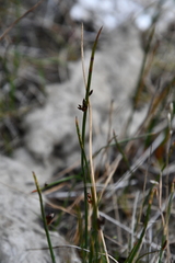 Juncus arcticus