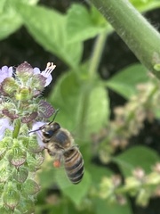 Apis mellifera