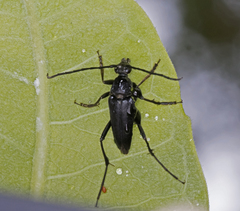 Typocerus lugubris