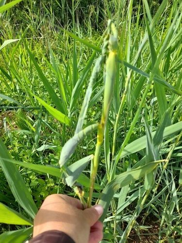 Steneotarsonemus phragmitidis