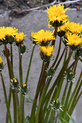 Taraxacum macroceras