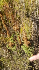 Seriphium cinereum