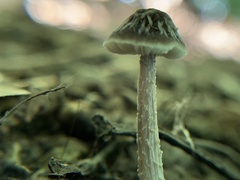 Pluteus thomsonii