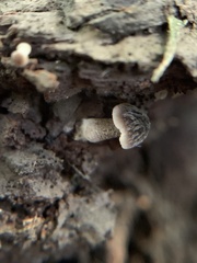 Pluteus thomsonii