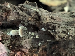Pluteus thomsonii