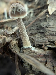 Pluteus thomsonii