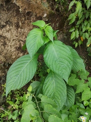Mussaenda shikokiana
