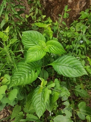 Mussaenda shikokiana