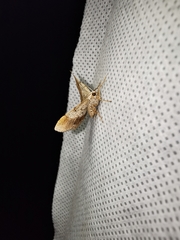 Frederickia flaviterminata