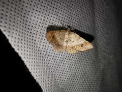 Frederickia flaviterminata