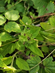 Lysimachia congestiflora