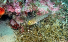 Gobius xanthocephalus