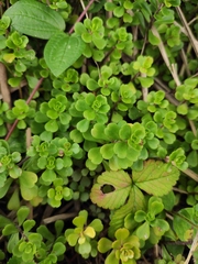 Sedum emarginatum